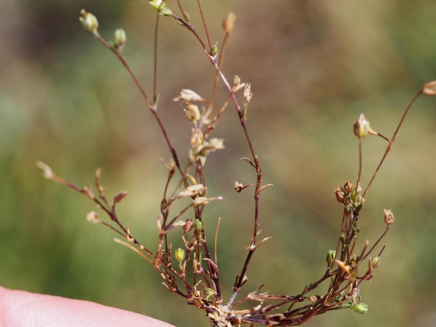 Pearlwort, Common plant